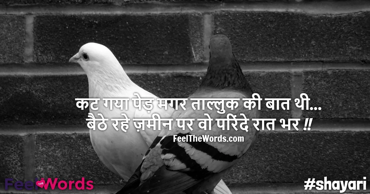 Parinde Shayari - परिंदे शायरी